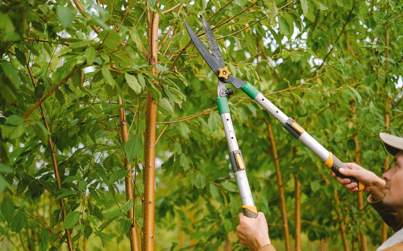 Tree trimming in Indian Orchard, MA